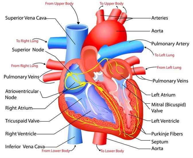 Anatomic Structure of Heart